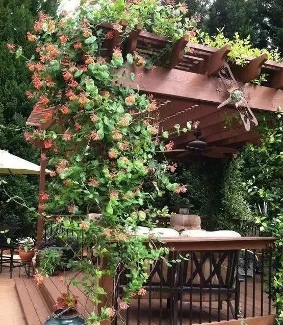 防腐木花架.jpg 防腐木花架.jpg